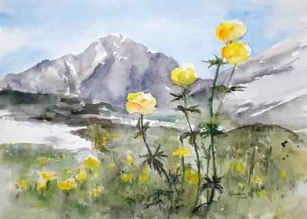 Trollblumen im Pitztal